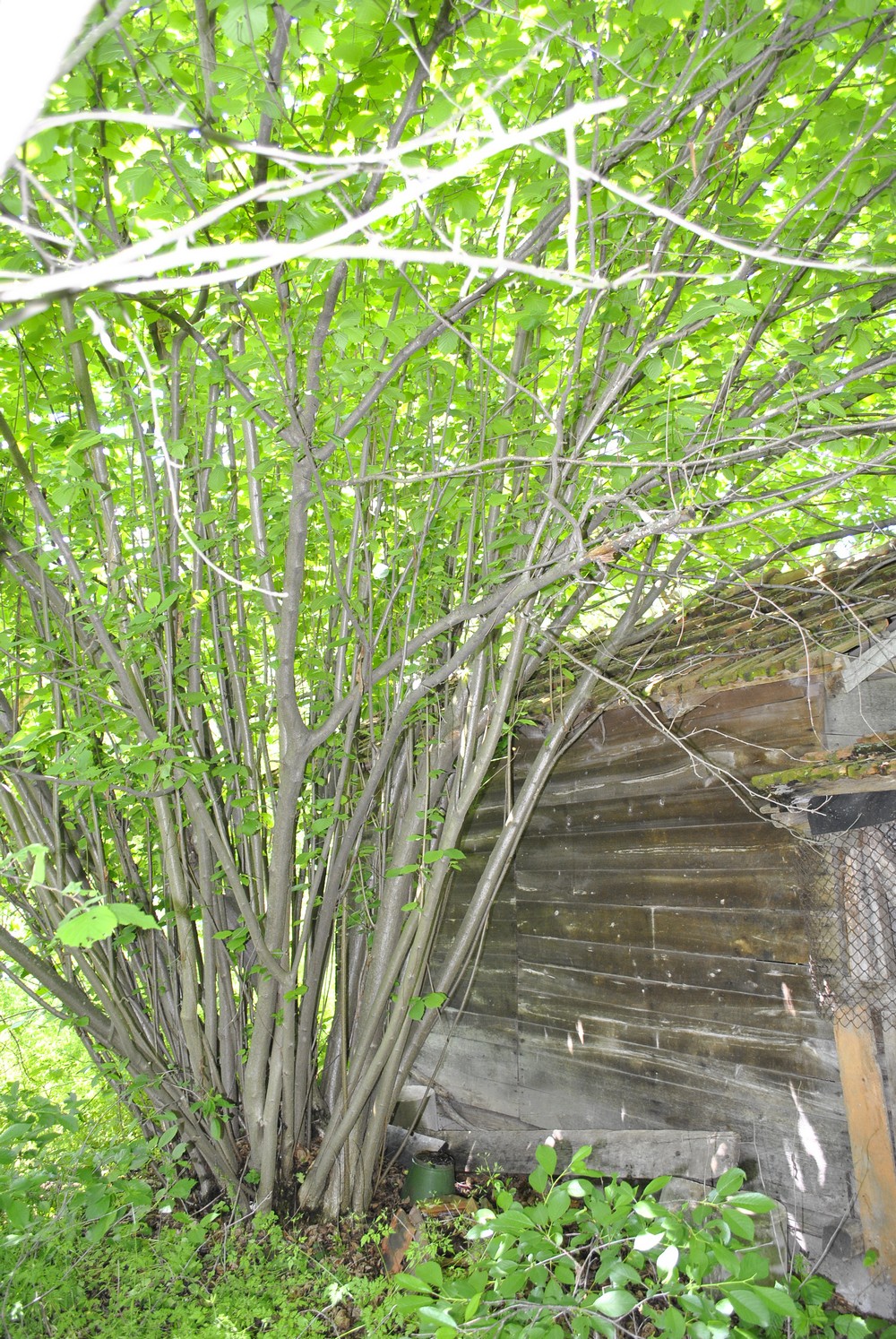 realestateinbulgaria.com rural bulgarian properties